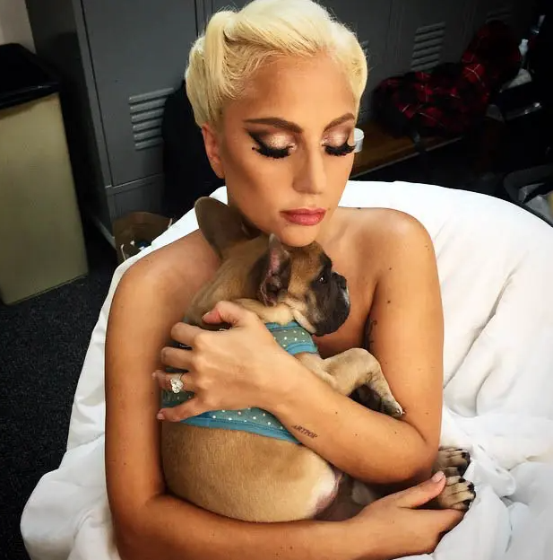 Lady Gaga Gets Sued by Dog Theft Accomplice